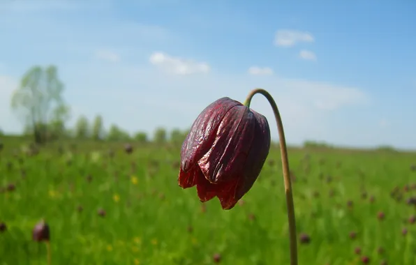 Трава, природа, Поле, колокольчик, боке