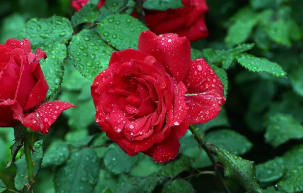 Картинка Rain, Red rose, Drops, Капли Дождя, Красная роза