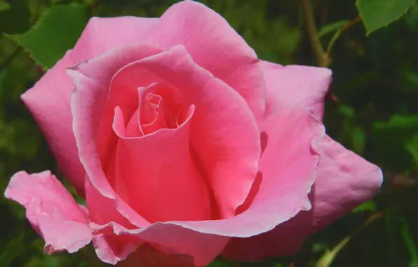 Макро, розы, лепестки