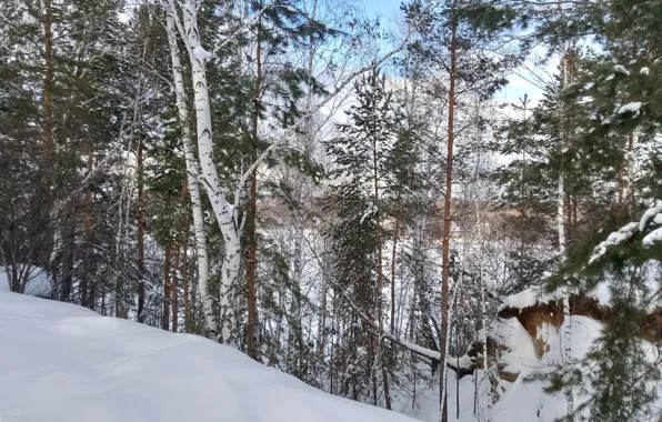 Зима, лес, небо, снег, деревья, обрыв, белое, голубое