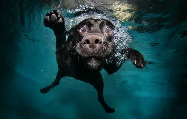 Морда, вода, собака, лапы, черная, в воде, плавает
