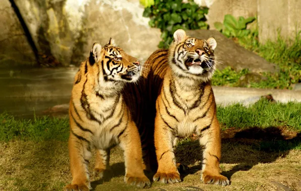 Картинка природа, тигры, дуэт