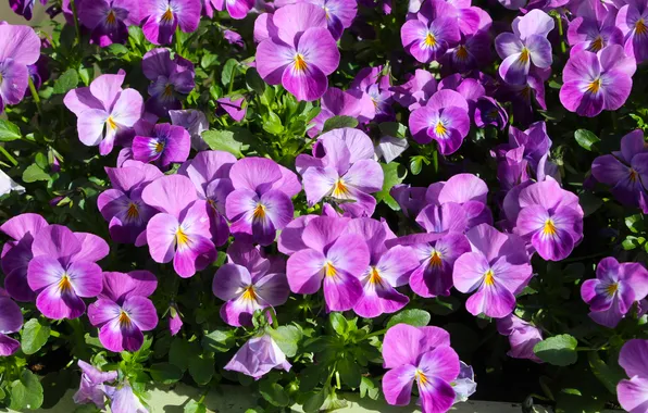Garden, blooming, pansies