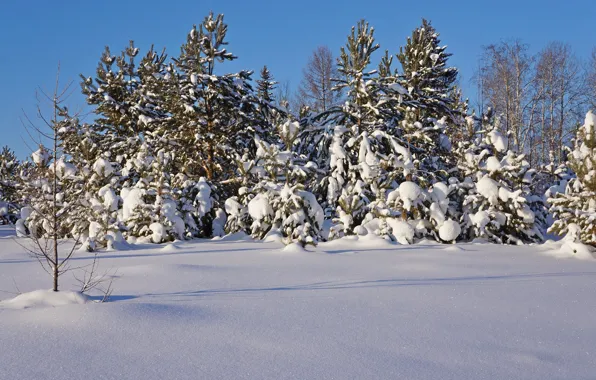 Зима, лес, снег, деревья, природа, мороз, сосны
