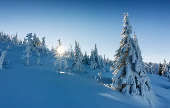 Картинка зима, снег, деревья, ели, Польша, сугробы