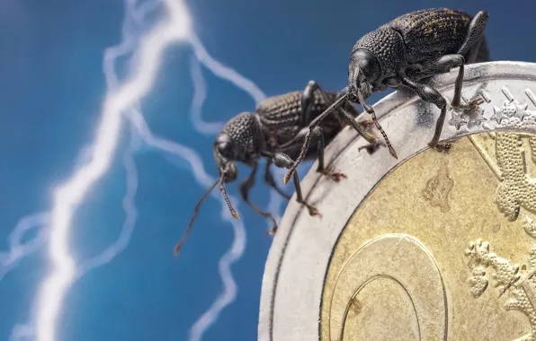 Картинка макро, насекомые, молния, жуки, евро, парочка, монета, денежка