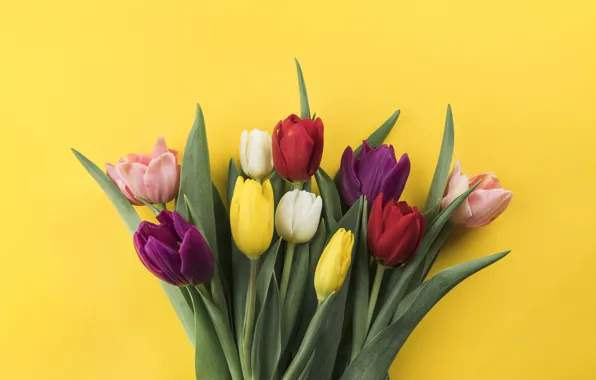 Цветы, colorful, тюльпаны, flowers, beautiful, tulips, spring, multicolored