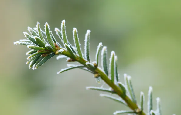 Winter, spruce, twig, hoarfrost