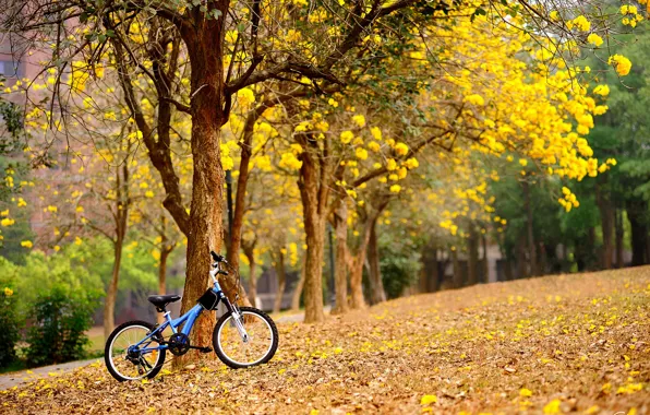 Картинка деревья, цветы, велосипед, весна, желтые