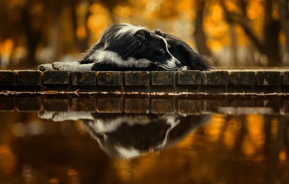 Water, dog, park, reflection