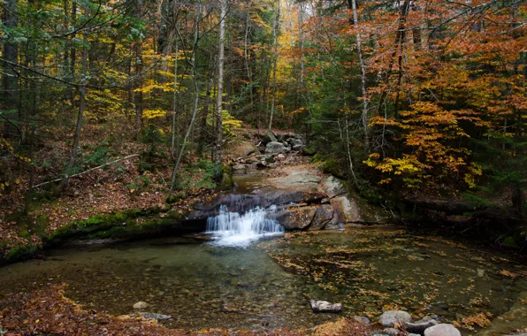 Картинка Осень, Деревья, Лес, Ручей, Fall, Листва, Autumn, Waterfall