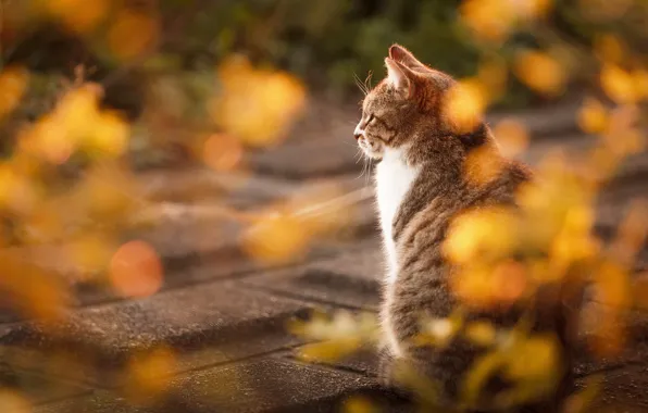 Картинка осень, кошка, кот, взгляд, свет, природа, плитка, спина