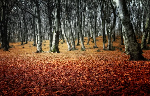 Осень, лес, деревья, парк