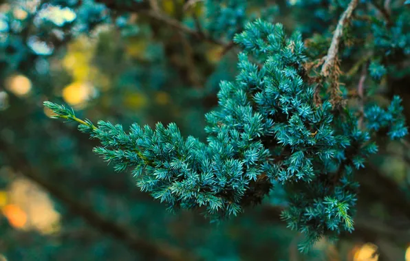 Green, plant, twig