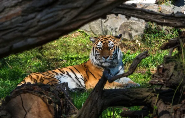 Картинка взгляд, ветки, тигр, лежит, коряга, бревно