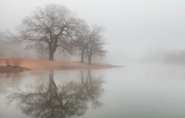 Картинка вода, деревья, туман, озеро, отражение, река, берег