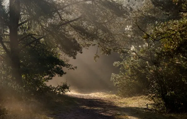 Картинка дорога, осень, свет, деревья, природа
