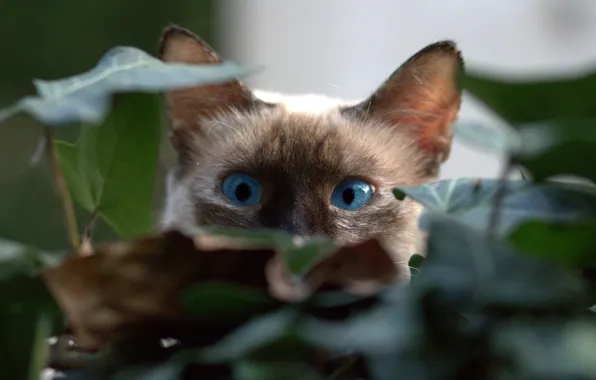 Картинка котенок, голубые глаза, в засаде, прячется в листве