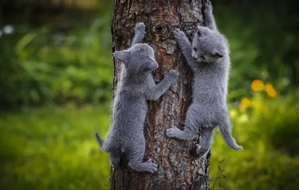 Кошки, дерево, котята, серые, парочка, два котенка