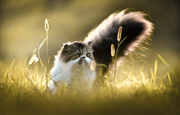Кошка, лето, трава, кот, взгляд, свет, природа, поляна