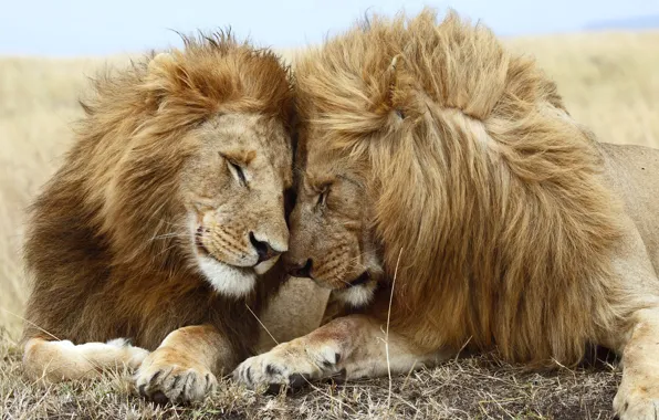 Картинка любовь, лев, львица