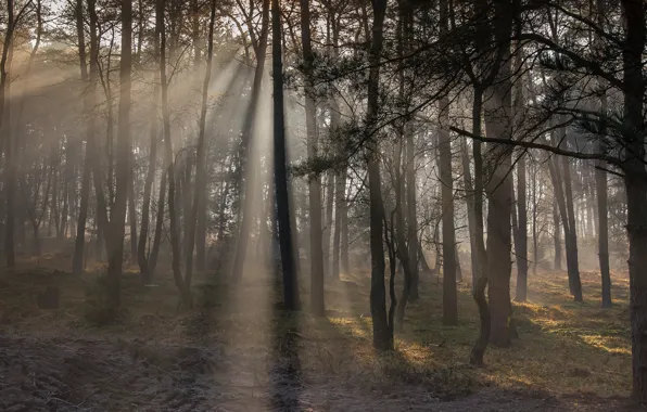 Картинка лес, солнце, лучи, деревья, ствол