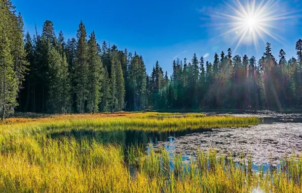 Картинка лес, трава, природа