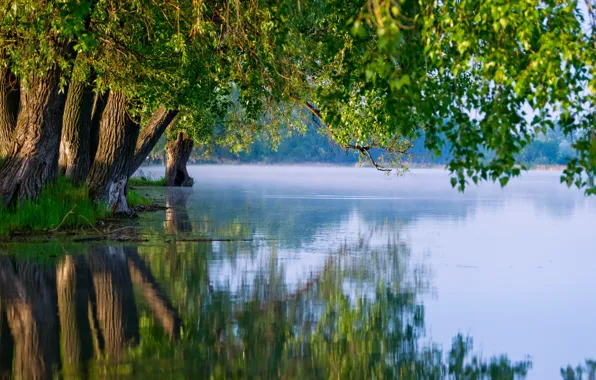Картинка лето, деревья, природа, озеро, отражение