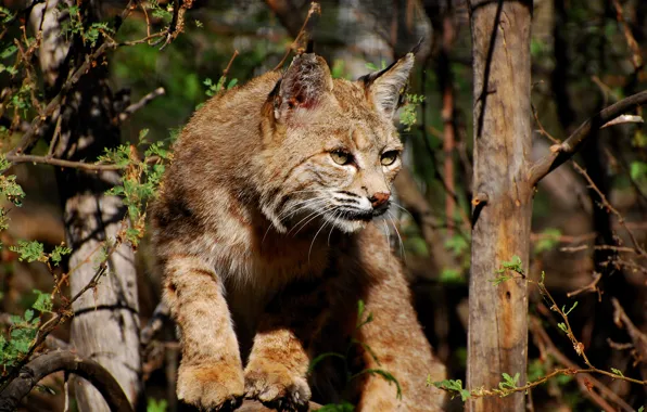 Картинка кошка, взгляд, дерево, рысь