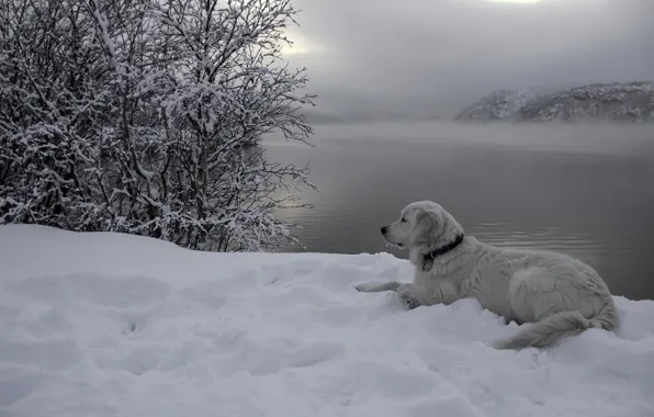 Картинка снег, река, друг, собака
