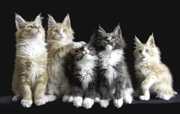 Котята, мейн-кун, квинтет