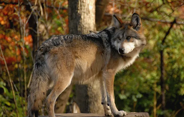 Картинка nature, predator, animal, wolf, wildlife, portrait, portrait., Canis lupus. face