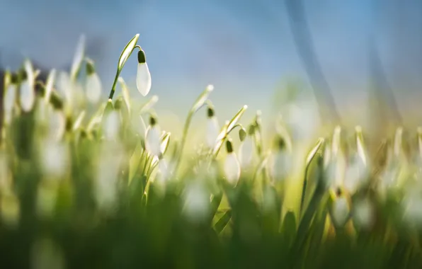 Картинка трава, макро, цветы, фон, голубой, весна, размытость, белые