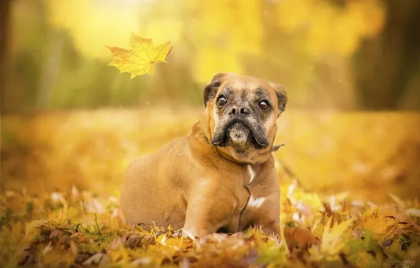 Картинка осень, лист, собака, боксёр