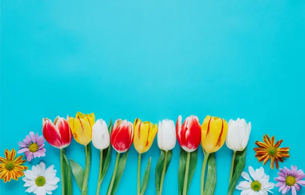 Цветы, colorful, тюльпаны, fresh, хризантемы, flowers, tulips, spring