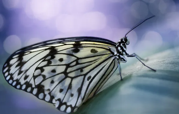Картинка бабочка, крылья, пятна, усики, боке