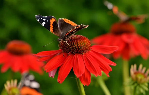 Цветы, бабочка, крылья, лепестки, насекомое, мотылек, эхинацея