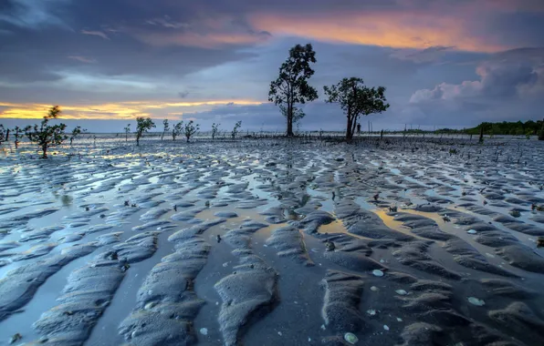 Поле, вода, пейзаж, природа