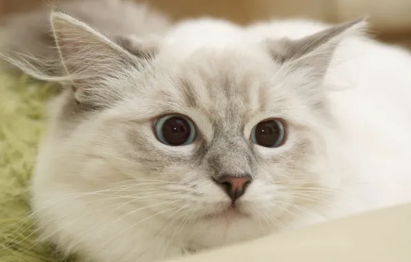 Кошка, белый, кот, взгляд, поза, котенок, портрет, мордашка