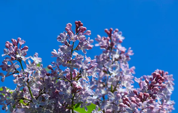 Flower, sky, spring, lilac, twig