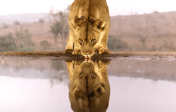 Water, reflection, lioness