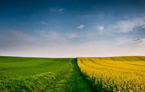 Картинка пшеница, поле, осень, небо, трава, облака, желтый, зеленый