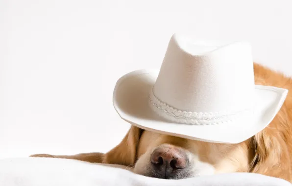 Картинка фон, собака, шляпа