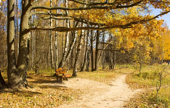 Картинка осень, деревья, скамья