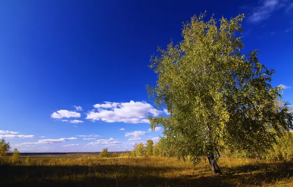 Поле, небо, дерево