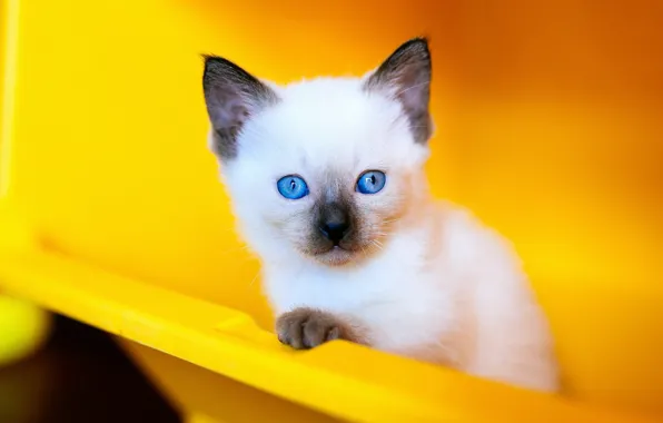 Кошка, кот, взгляд, желтый, фон, портрет, контейнер, пластик