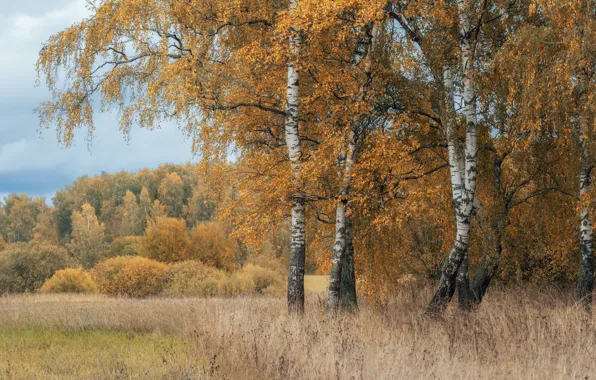 Осень, лес, трава, ветви, поляна, листва, березы, кусты
