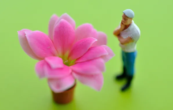 Flower, petals, observer