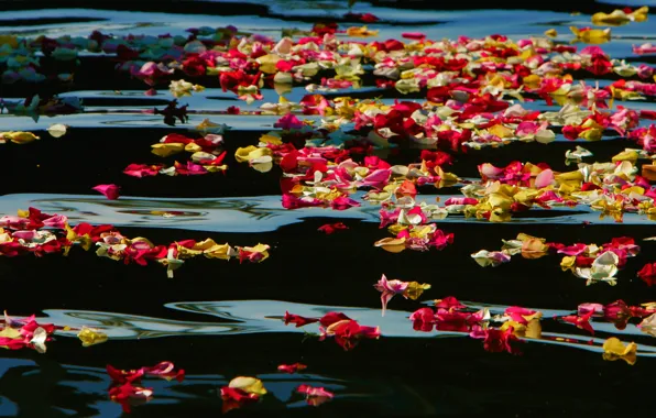 Вода, краски, Калифорния, США, лепестки роз, Oceanside Harbor