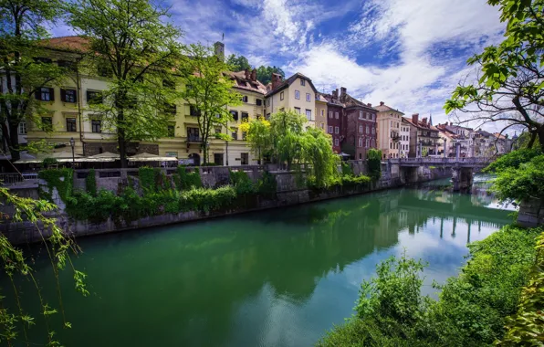Деревья, мост, река, здания, Ljubljana - Slovenija